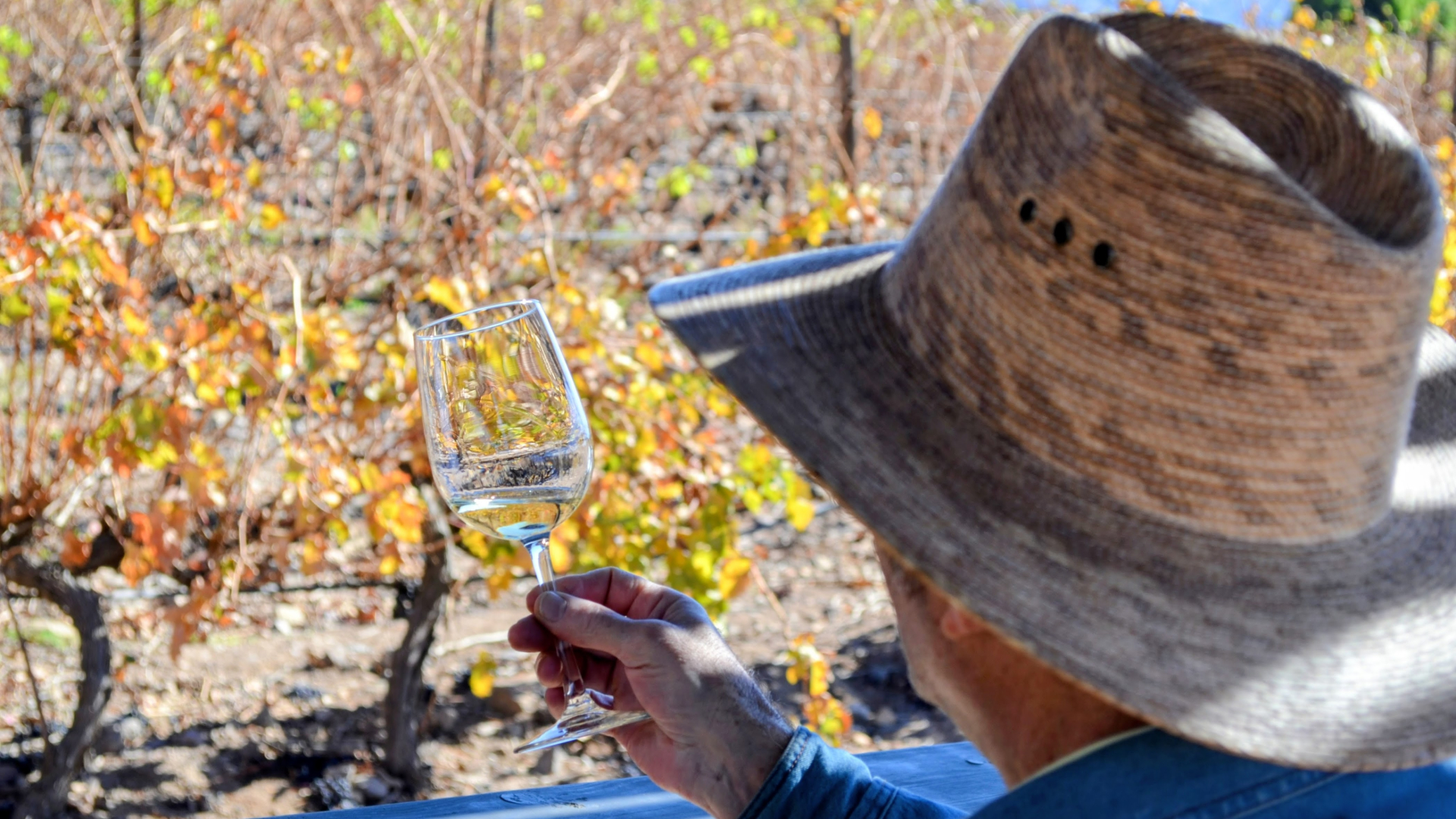 Wine tasting tour in Valle de Guadalupe Ensenada