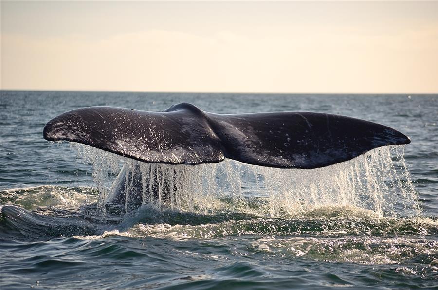 Whale Watching Tours in Baja California, Mexico